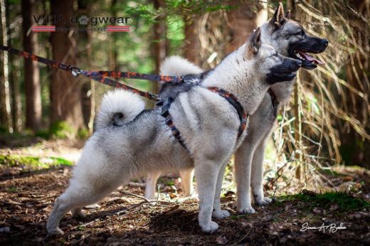 Bilde av VIP Dogwear HUNTING hanefot 2 hunder 